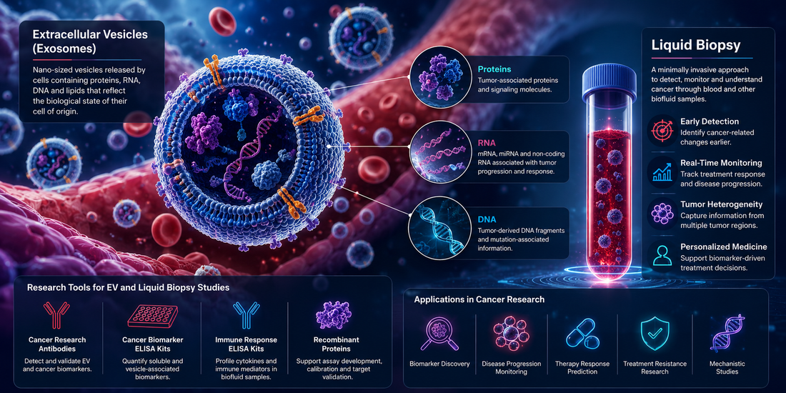 Extracellular Vesicles and Liquid Biopsy Biomarkers: A New Frontier in Cancer Research